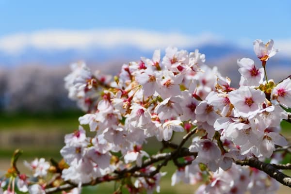 白石川堤一目千本桜　桜と残雪の蔵王